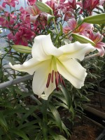 [1731 Rexona No01.JPG]